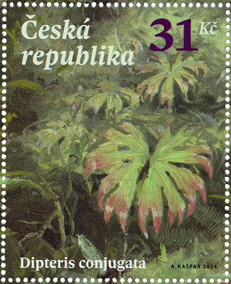 Dipteris conjugata