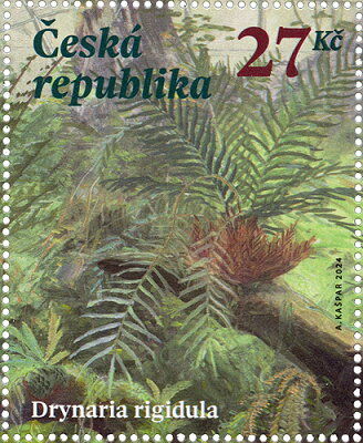 Drynaria rigidula