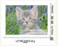 Grey Tabby Kitten