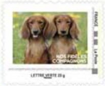 Red Setter Puppies