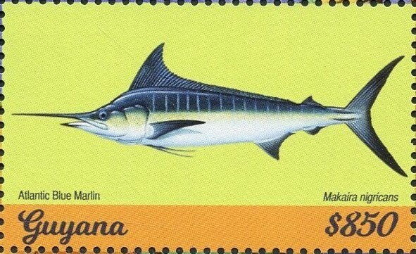 Atlantic Blue Marlin (Makaira nigricans)