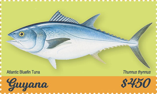Atlantic Bluefin Tuna (Thunnus thynnus)