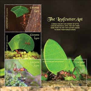 Mini Sheet, Atta xephalotes, Guyana,  , Animals (Fauna), Insects