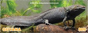 Stamp, Axolotl (Ambystoma mexicanum), Guyana,  , Amphibians, Animals (Fauna), Salamander