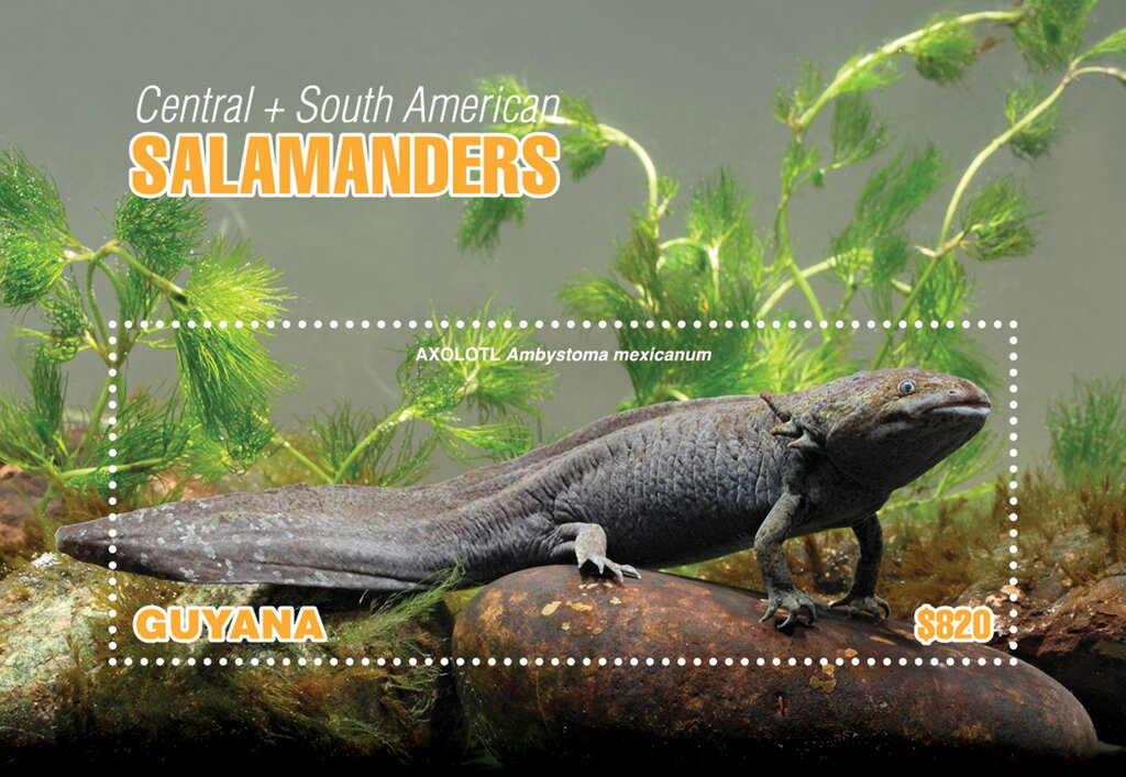 Axolotl (Ambystoma mexicanum)