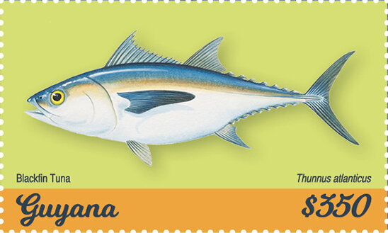 Blackfin Tuna (Thunnus atlanticus)