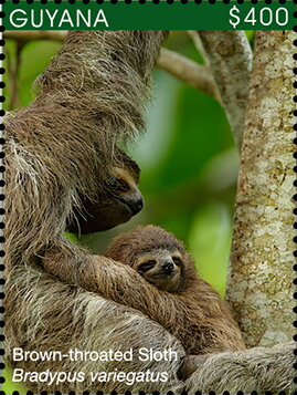 Brown-Rhroated Sloth (Bradypus variegatus)