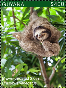 Brown-Throated Sloth (Female and Baby)