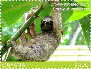 Brown-Throated Sloth (on Green Branch)