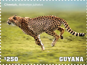 Cheetah