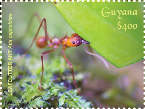 Close-up of Leafcutter Ant