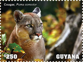 Stamp, Cougar, Guyana,  , Animals (Fauna), Cougars