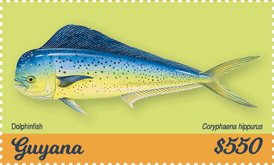 Dolphinfish (Coryphaena hippurus)