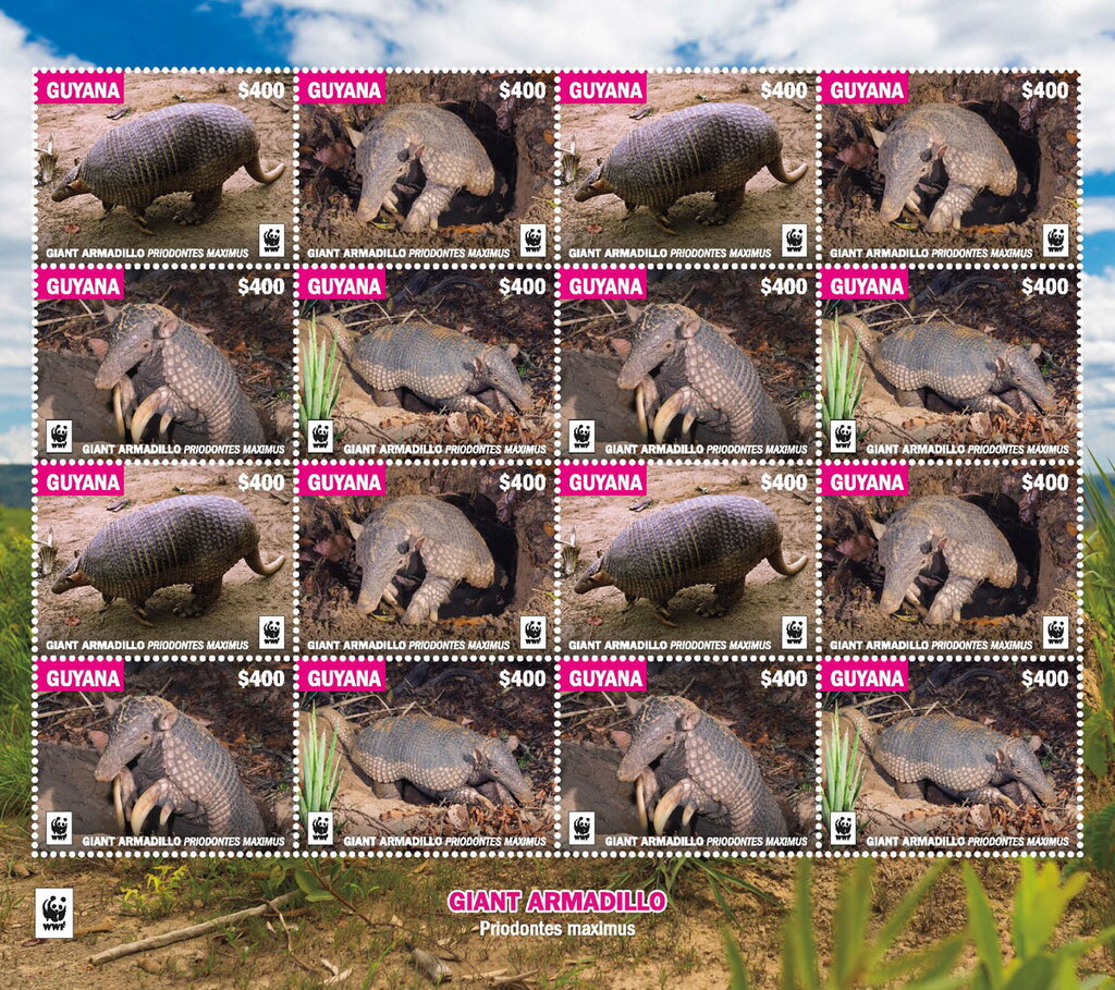 Giant armadillo