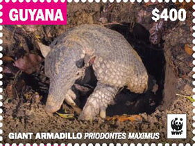Giant Armadillo Emerging from Burrow