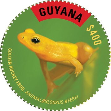 Golden Rocket Frog (Facing Left)