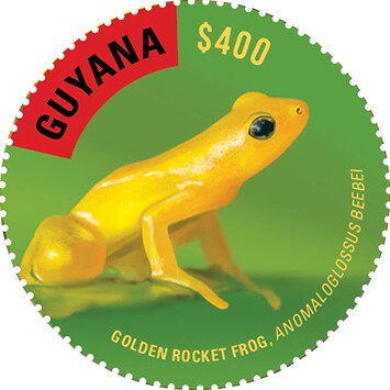 Golden Rocket Frog (Facing Right)