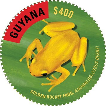 Golden Rocket Frog (Seen from Above)