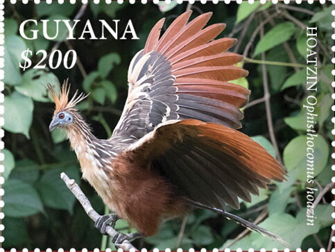 Hoatzin