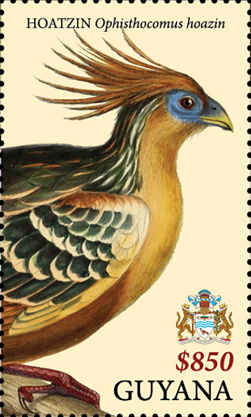 Hoatzin