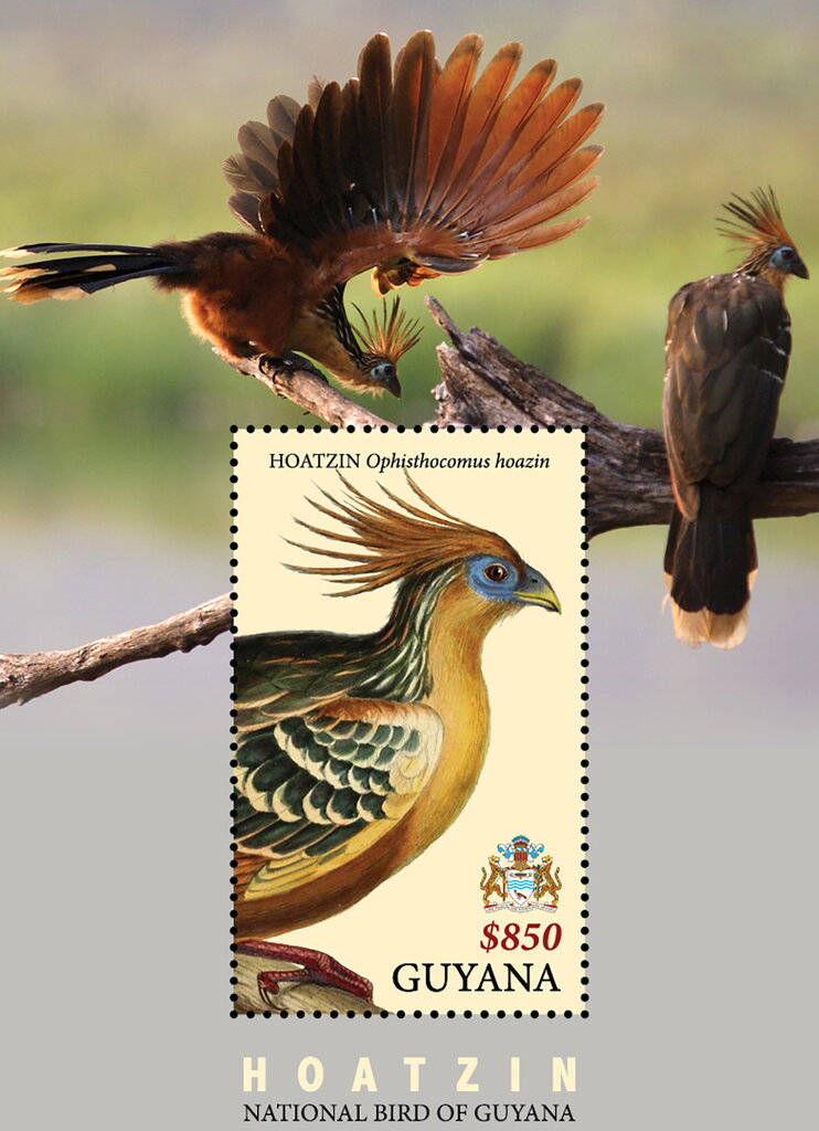 Hoatzin