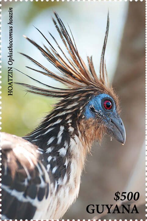 Hoatzin (Head and Neck, Facing Right)