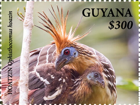 Hoatzin (with Head Turned Left)