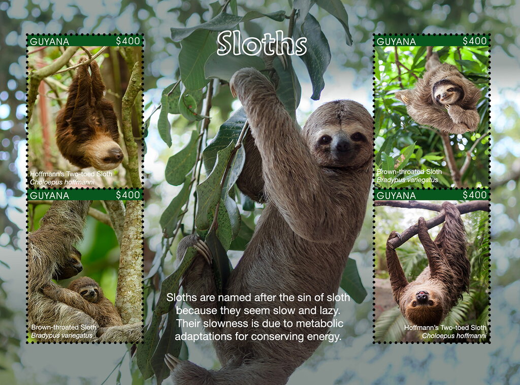 Hoffmann's Two-Toed Sloth (Choloepus hoffmanni)