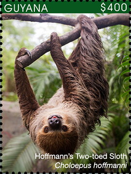 Hoffmann's Two-Toed Sloth (Facing Camera)