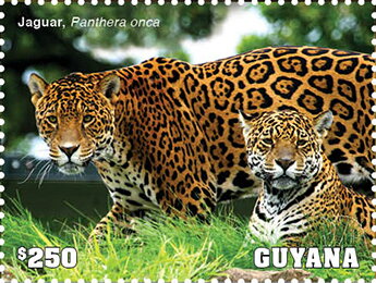 Stamp, Jaguar, Guyana,  , Animals (Fauna), Jaguars