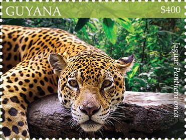 Jaguar (Panthera onca)
