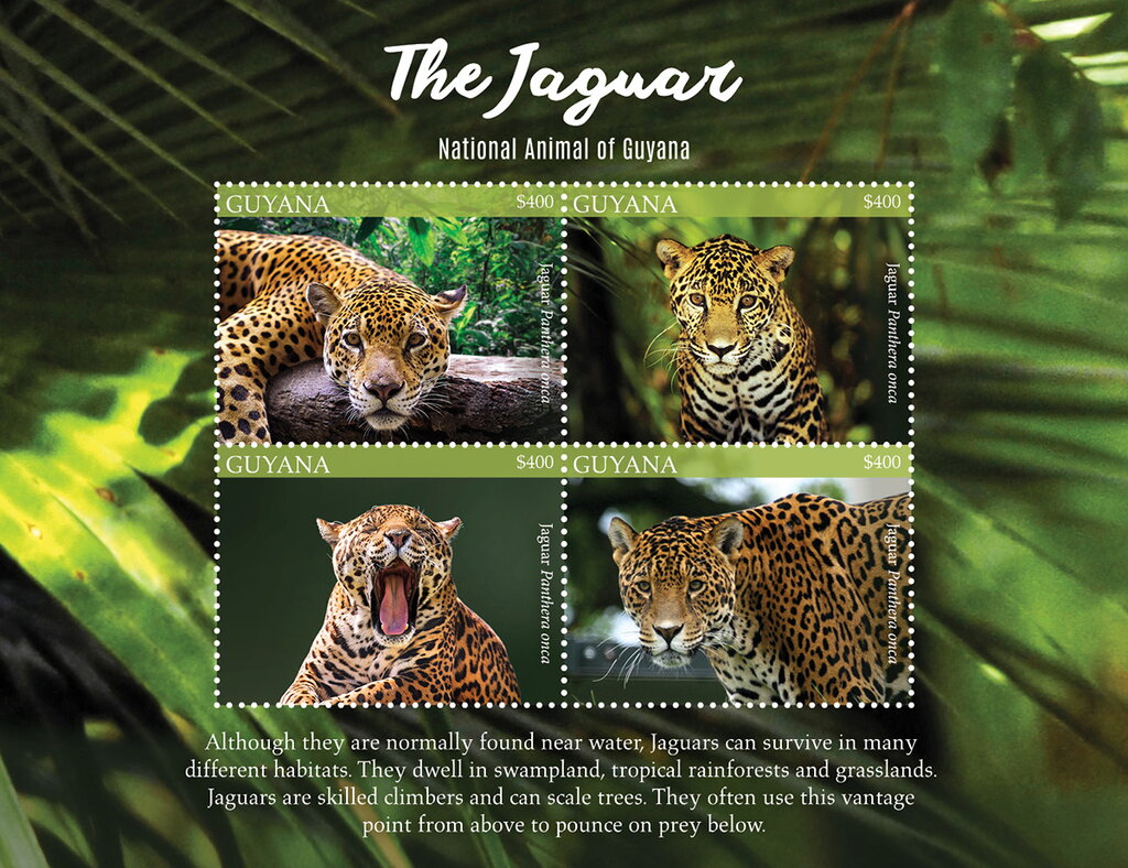 Jaguar (Panthera onca)