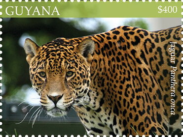 Jaguar (Side View)