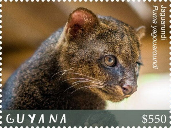 Jaguarundi (Facing Right)