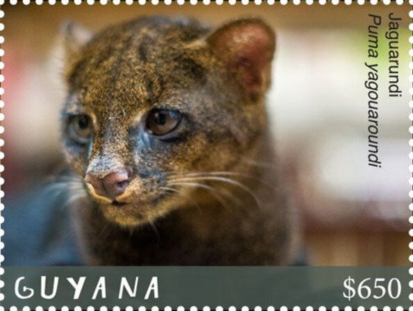 Jaguarundi (Facing Towards Left)