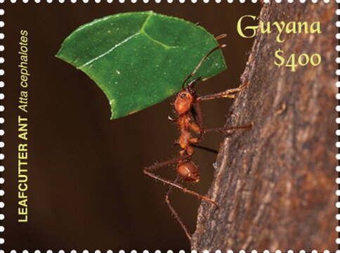 Leafcutter Ant on Tree Trunk
