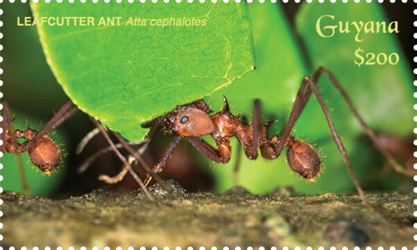 Leafcutter Ants Carrying Leafs