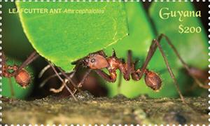 Stamp, Leafcutter Ants Carrying Leafs, Guyana,  , Animals (Fauna), Insects