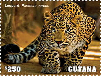 Leopard