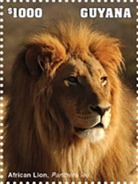 Lion (Panthera leo)