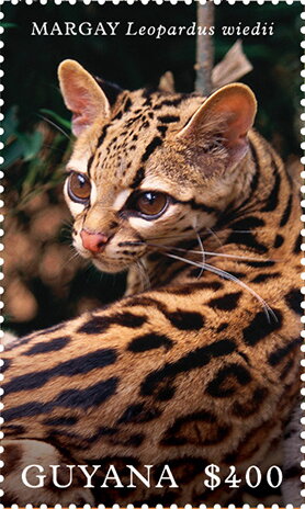 Stamp, Margay (Leopardus wiedii), Guyana,  , Animals (Fauna), Mammals, Wild Cats