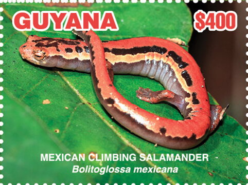 Mexican Climbing Salamander (Bolitoglossa mexicana)