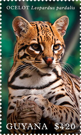 Ocelot (Leopardus pardali)
