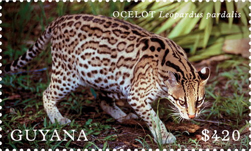 Ocelot (Leopardus pardali)