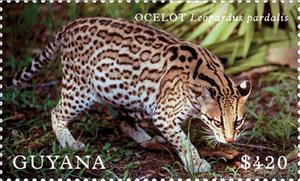 Stamp, Ocelot (Leopardus pardali), Guyana,  , Animals (Fauna), Mammals, Wild Cats