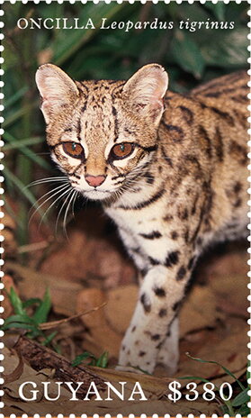 Oncilla (Leopardus tigrinus)