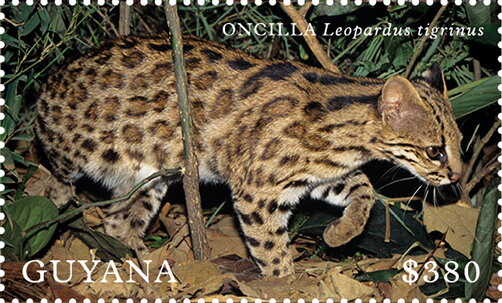Oncilla (Leopardus tigrinus)