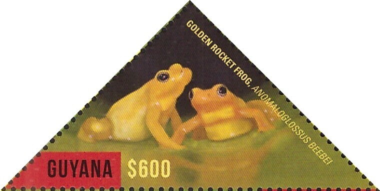 Pair of Golden Rocket Frogs