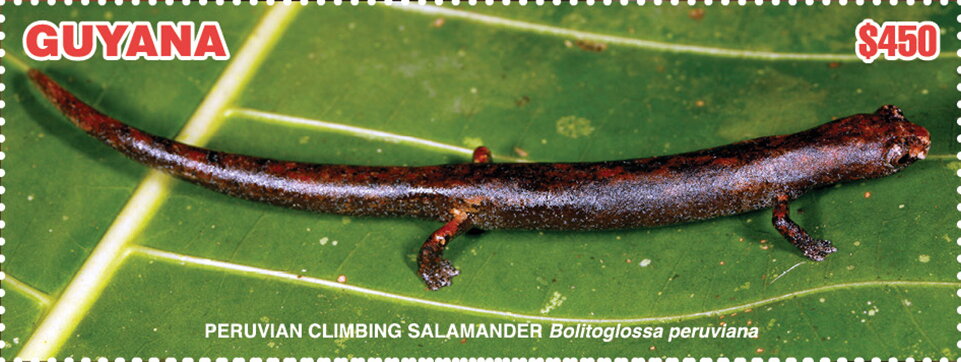 Peruvian Climbing Salamander (Bolitoglossa peruviana)