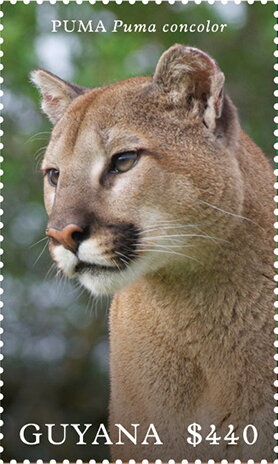 Puma (Puma concolor)